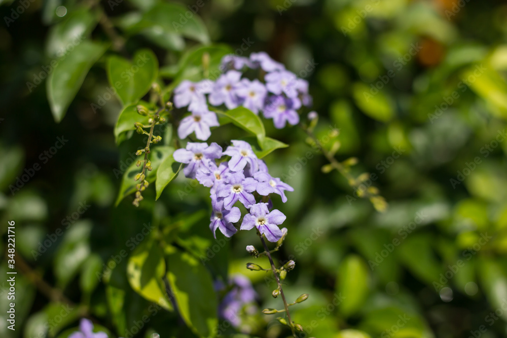 Small white mix violet flower or Duranta repens Flower Small white mix violet flower or Duranta repens Flower