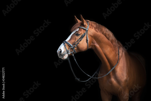 Beautiful red horse portrait on black background photo