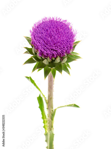 Purple flower head of Milk thistle, Carduus Nutans