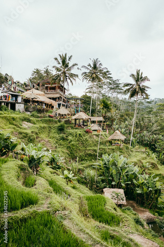 Wallpaper Mural Reisterrassen Bali Torontodigital.ca