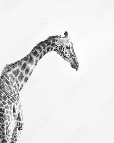 Принти на полотні Head and shoulders profile shot of a Rothschild's Giraffe in high key black and white