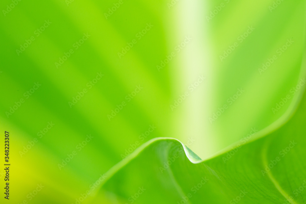 Obraz premium Green leaf texture blurred background