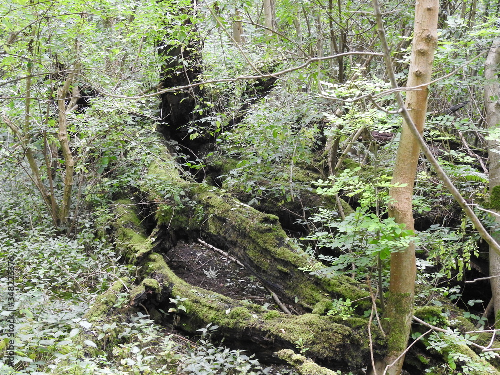 Old tree trunks in a state of degradation by nature Old tree trunks in a state of degradation by nature