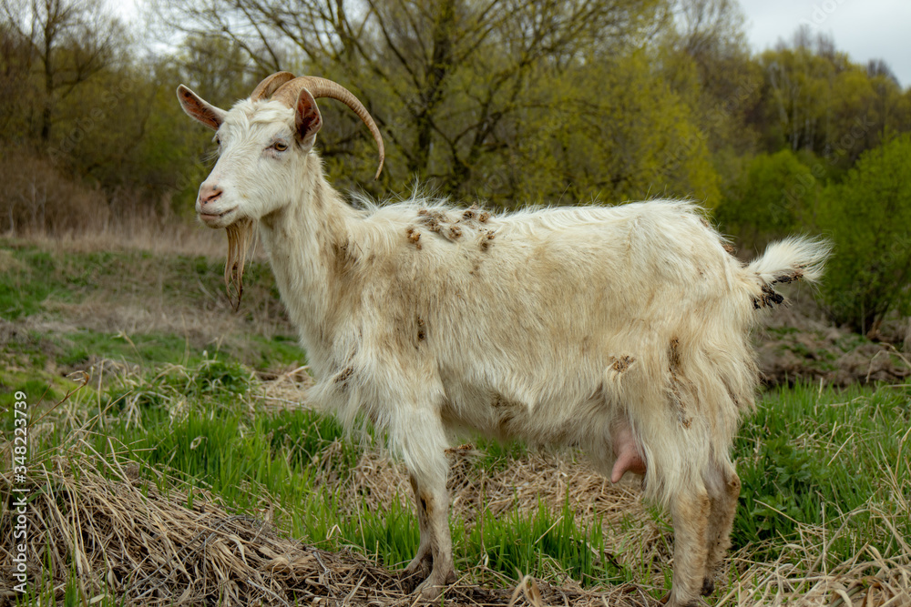 A rustic white goat grazes near the river close-up. A rustic white goat grazes near the river close-up.