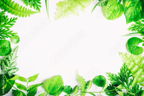 Green leaves on a white backdrop  leaves on white space