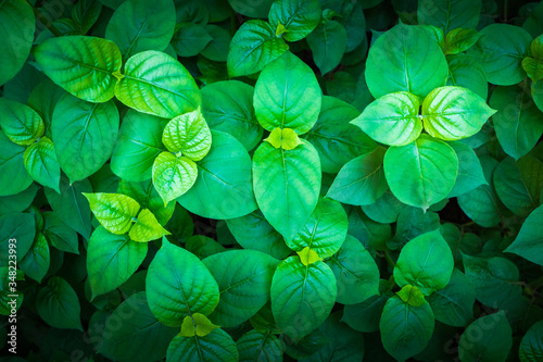 Backdrop of green leaves