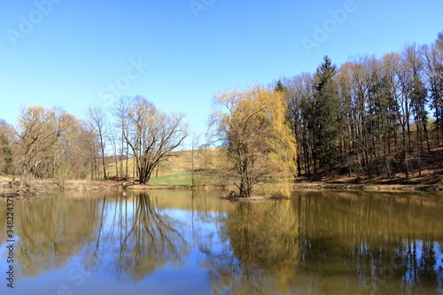 lake near the pine forest with a tree inside