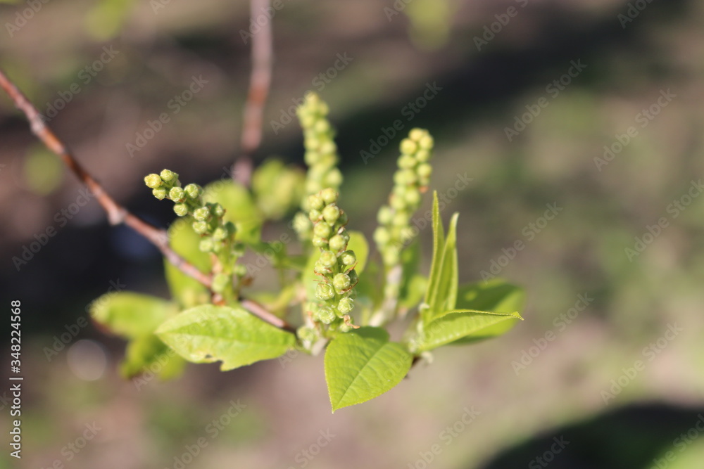 Spring. Tender young leaves open and the first buds appear. Spring. Tender young leaves open and the first buds appear.