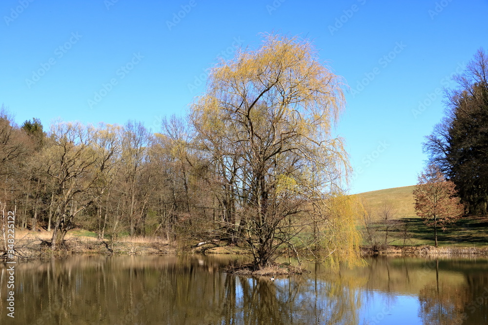 lake near the pine forest with a tree inside