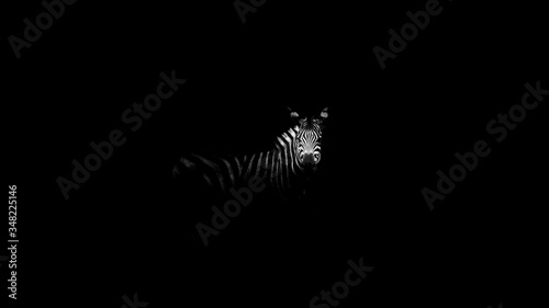 Fotografia Zebra On Field At Night