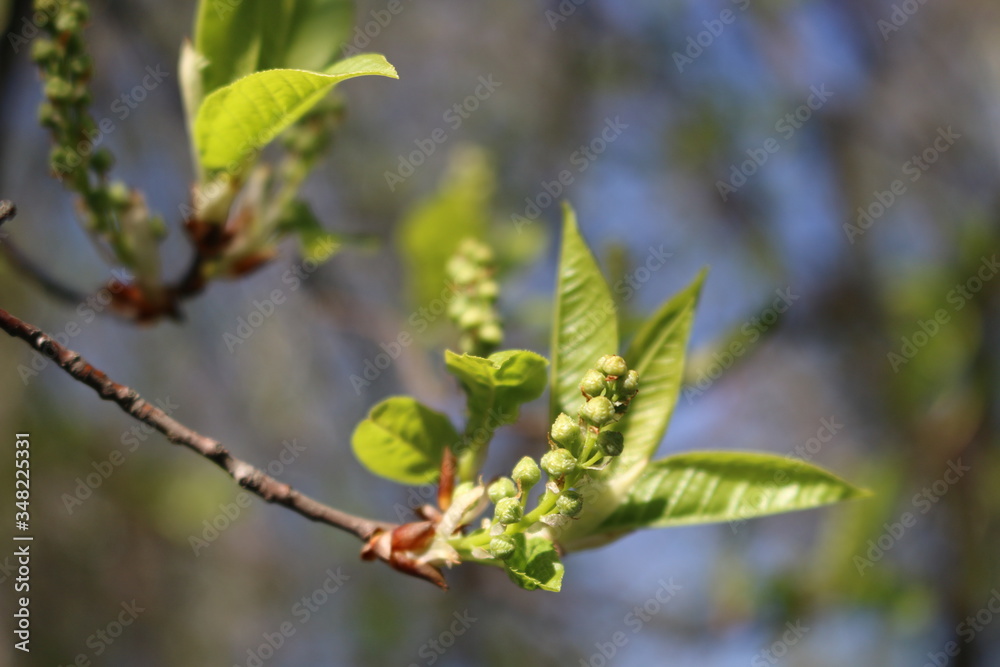 Spring. Tender young leaves open and the first buds appear.