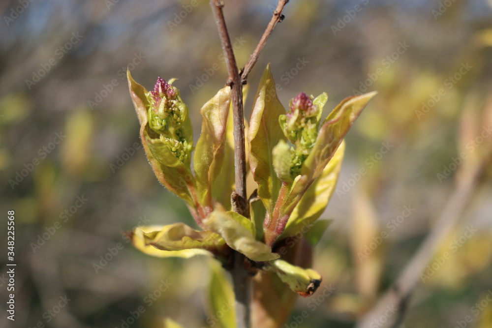 Spring. Tender young leaves open and the first buds appear. Spring. Tender young leaves open and the first buds appear.