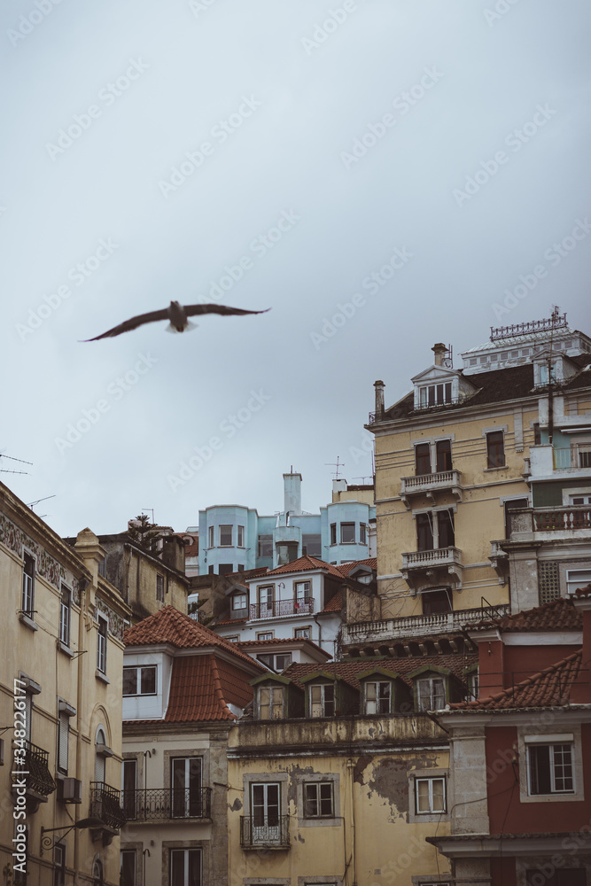 Gaviota por los tejados de la ciudad Gaviota por los tejados de la ciudad