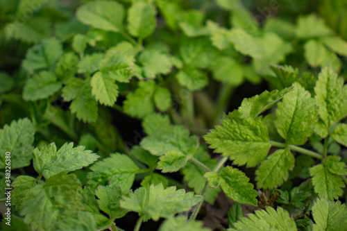 Wallpaper Mural Green grass with carved leaves close-up Torontodigital.ca