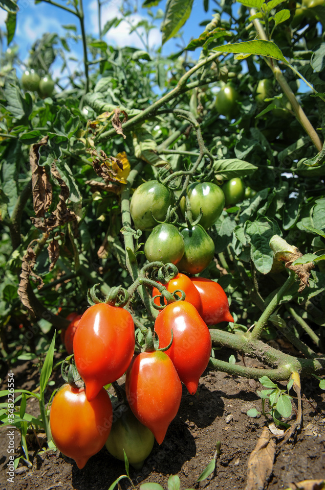 cultivation under the Vesuvius volcano of the ancient Campania tomato called piennolo
