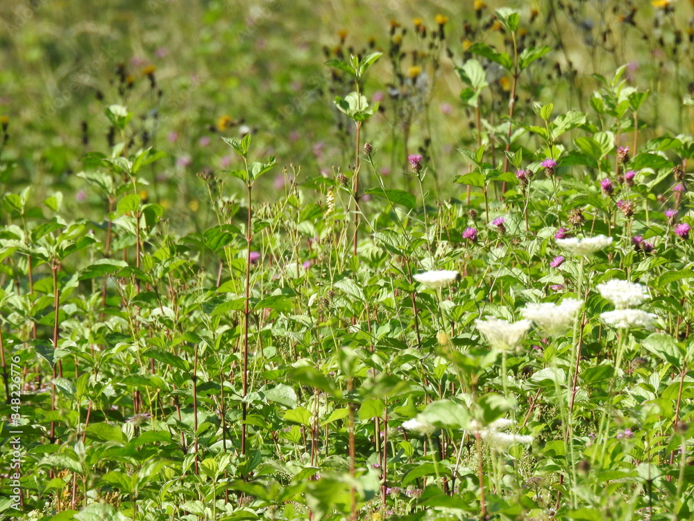 Meadow in close-up Meadow in close-up
