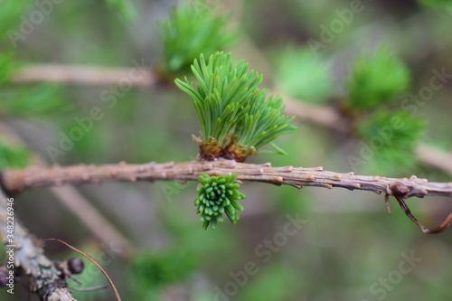 Fototapeta Naklejka Na Ścianę i Meble -  Modrzew puszczający świeże pąki igieł na wiosnę. 