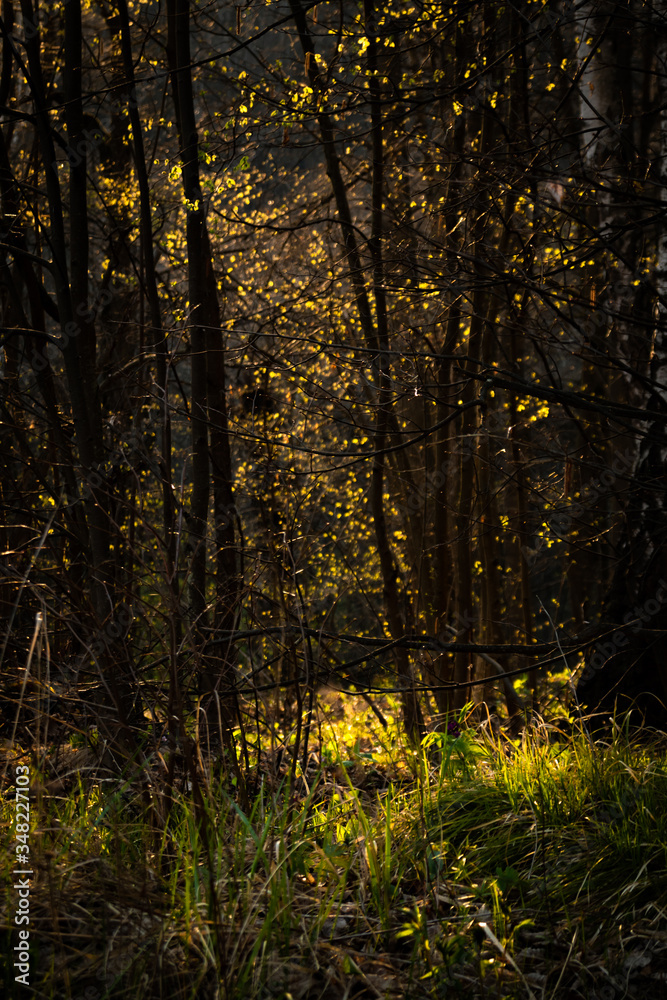 Bright sunlight illuminates the grass and flowers in the depths of the dark forest