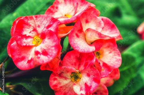 Lacecap Hydrangea photo