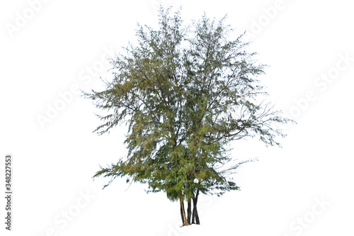 Sea oak isolated on white background  Casuarina equisetifolia L.   