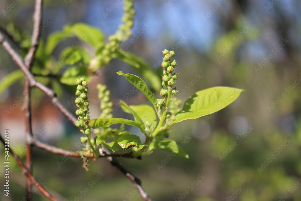 Fototapeta premium Spring. Tender young leaves open and the first buds appear.