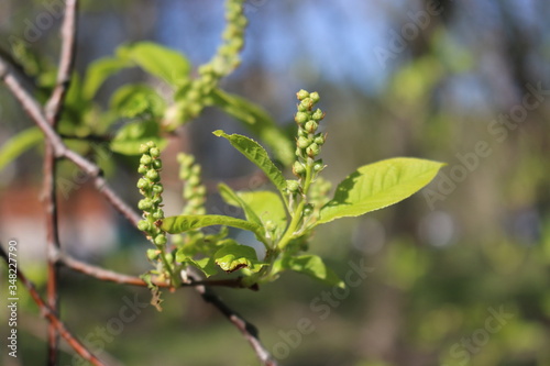 Spring. Tender young leaves open and the first buds appear.