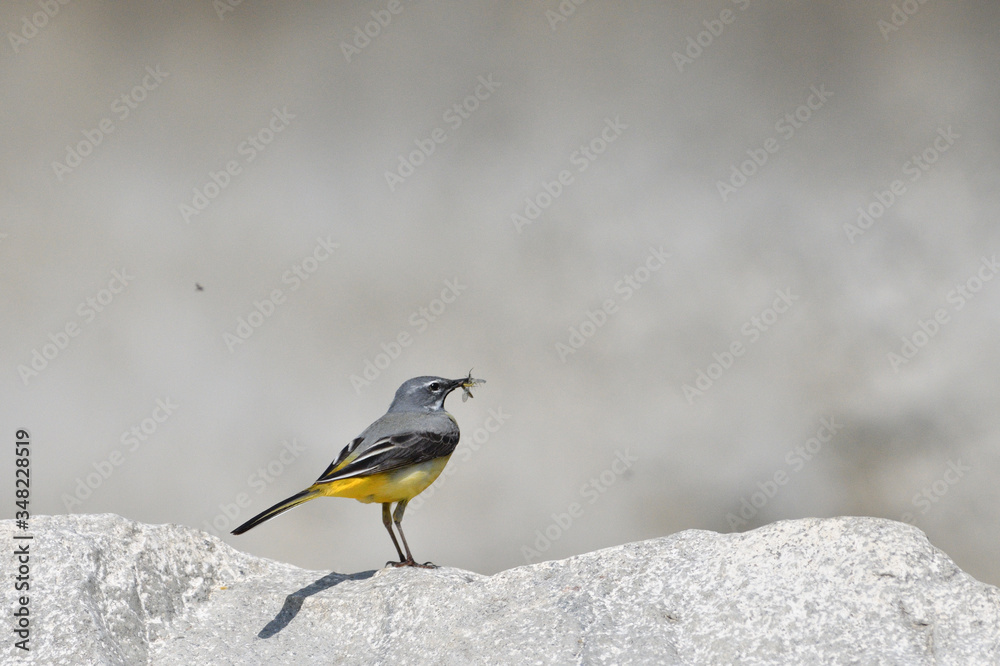 The grey wagtail standing on the stone at river with insects in beak The grey wagtail standing on the stone at river with insects in beak