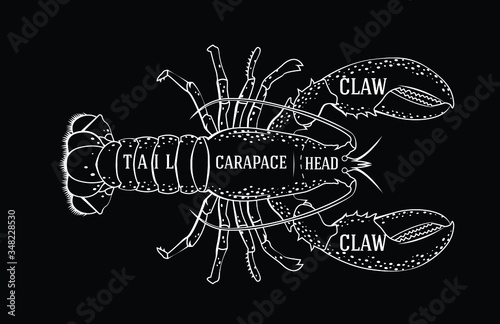 Vector fishmonger diagram guide for cutting lobster