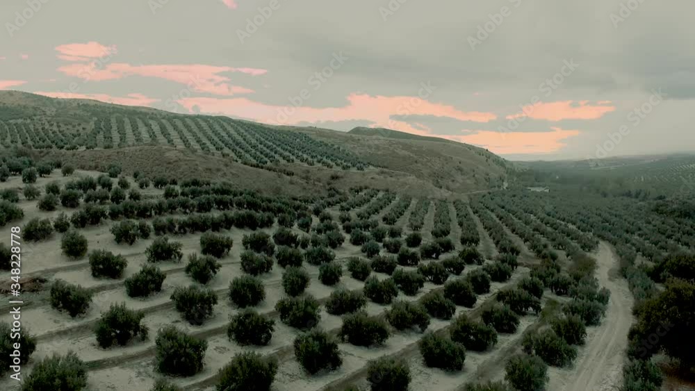 Olivares en la provincia de Jaén.