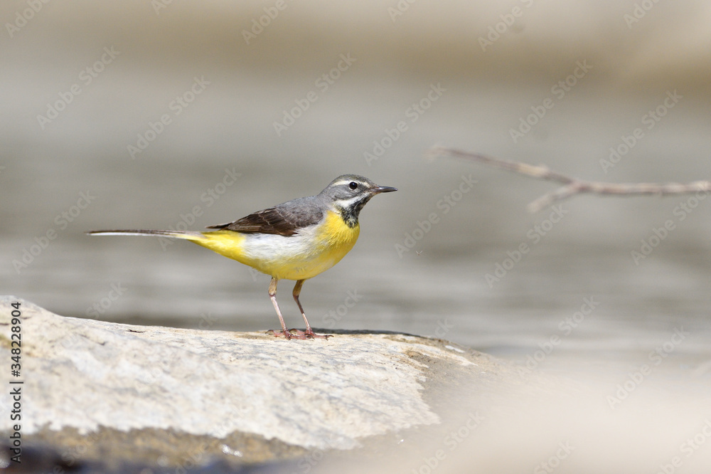 Obraz premium The grey wagtail standing on the stone at river with insects in beak 