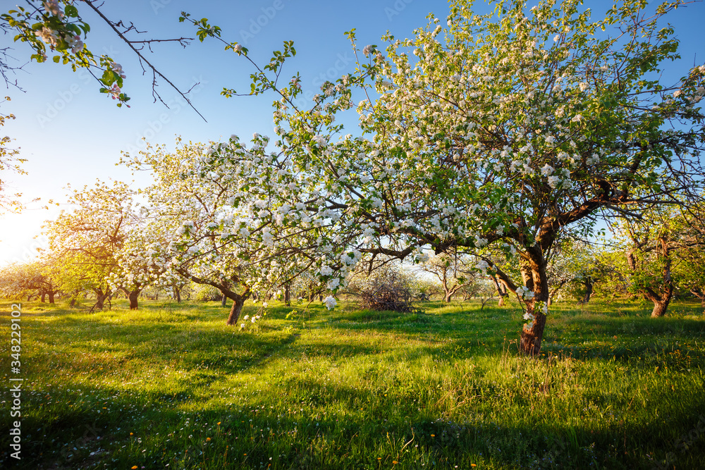 Fototapeta premium Captivating ornamental garden with blooming lush trees on a sunny day.