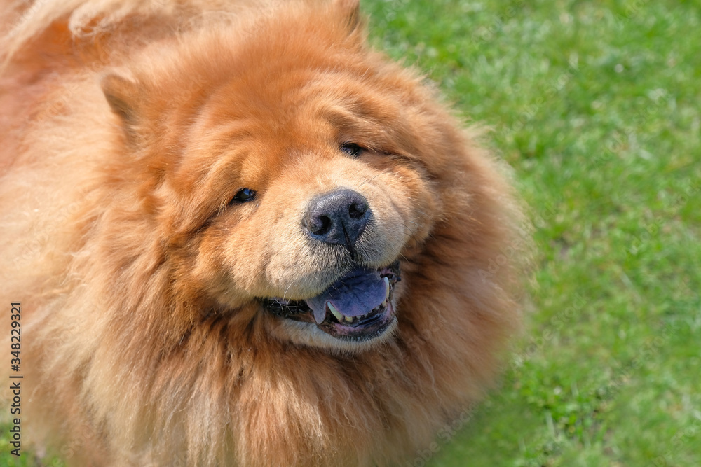 Portrait of a happy chow chow dog in a park, close up. Portrait of a happy chow chow dog in a park, close up.