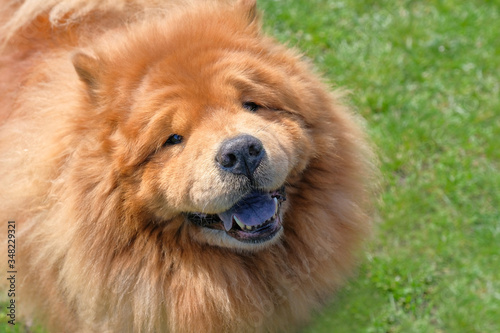 Portrait of a happy chow chow dog in a park, close up. © Andrii