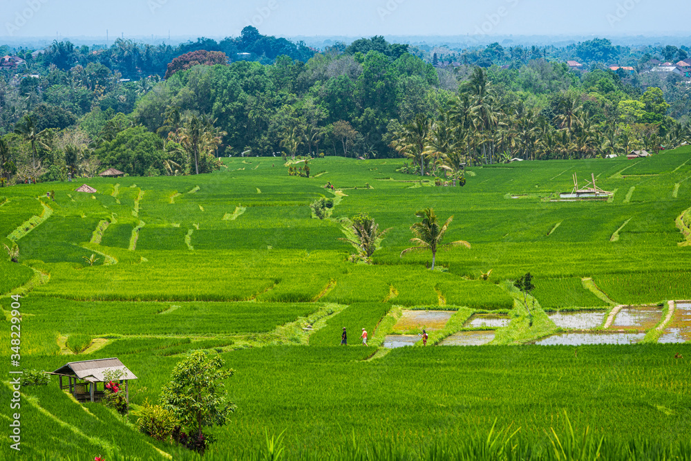 Die Reisterrassen von Jatiluwih auf Bali, Indonesien