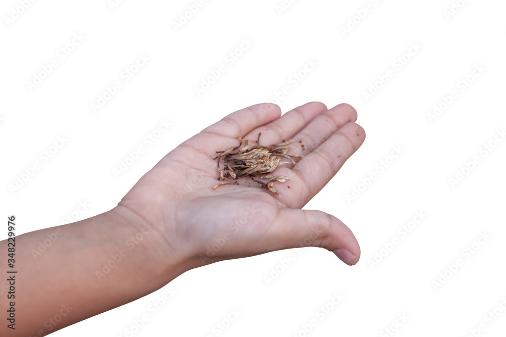 Dried pollen In the hands of children To be used as a seed for planting flowers isolated on white background included clipping path.