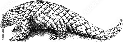 Wild Pangolin, Vector Drawing of a 19th century engraving