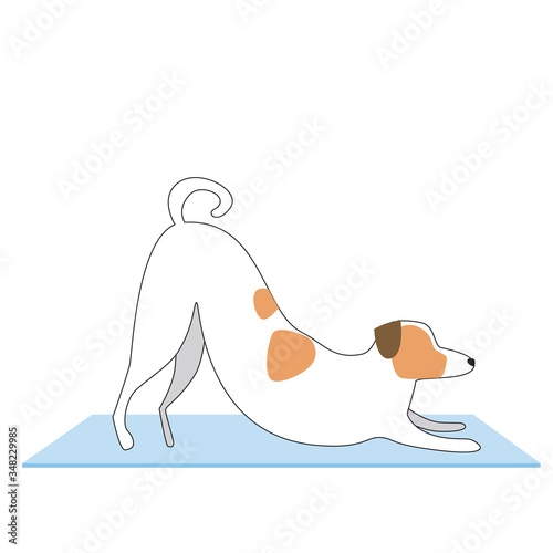 Jack Russell Terrier demonstrates asanas as a yoga concept, flat and outline vector stock illustration with dog or character isolated on white background for design