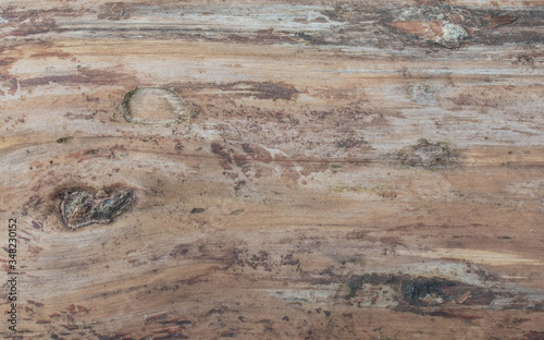 natural wood tree nature background