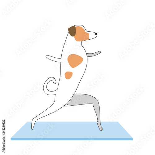 Jack Russell Terrier demonstrates asanas as a concept of yoga, flat and outline vector stock illustration with dog or character for demonstrating asanas