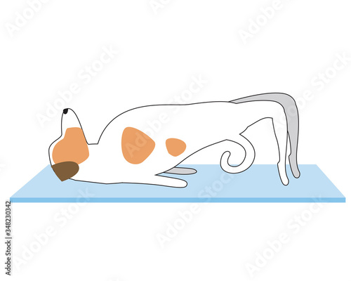 Jack Russell Terrier demonstrates asanas as a concept of yoga, flat and outline vector stock illustration with dog or character on mat