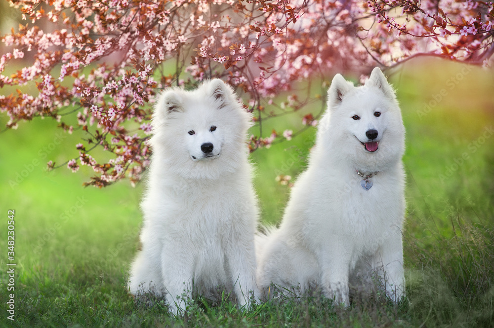 White Samoyed dog  on a green spring grass, against the background of a blossoming tree in April.