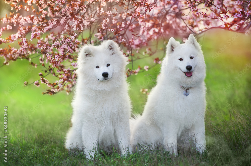 White Samoyed dog on a green spring grass, against the background of a blossoming tree in April. White Samoyed dog on a green spring grass, against the background of a blossoming tree in April.