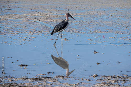 A marabou stork in Etosha National Park