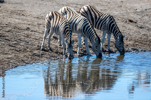 Zebra   s drink from the Chudop Waterhole