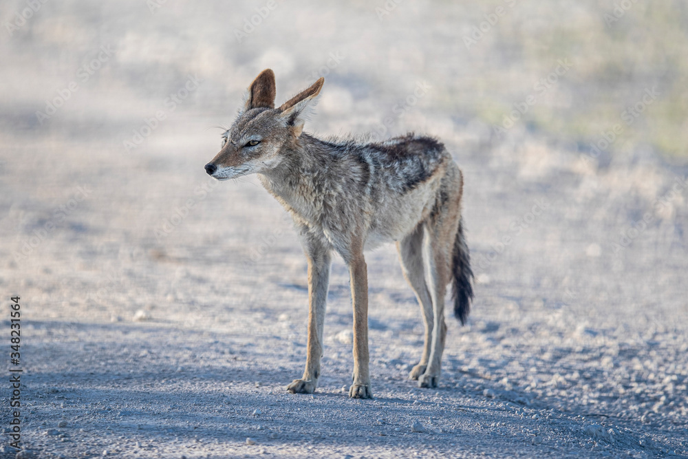 Fototapeta premium A jackal in Etosha National Park