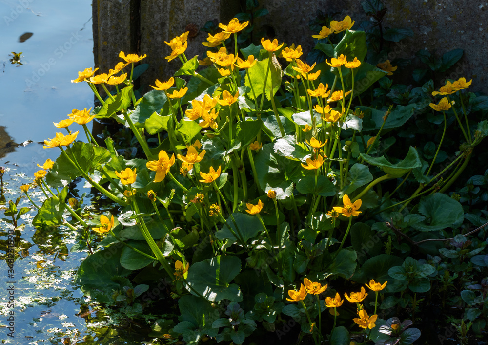 Close up of marsh marigold (Caltha palustris)
Close up of marsh marigold (Caltha palustris)