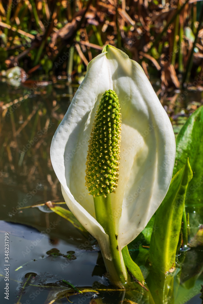 Close up of Asian skunk cabbage (Lysichiton camtschatcensis)
Close up of Asian skunk cabbage (Lysichiton camtschatcensis)