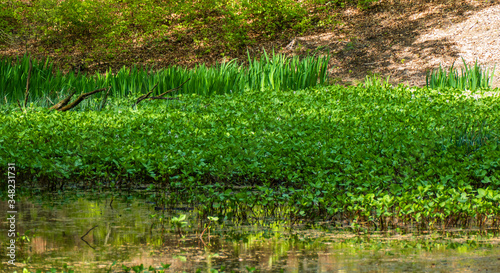 Pond with bogbean  Menyanthes trifoliata  in the Solse gat near Putten  Netherlands 