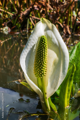 Close up of Asian skunk cabbage (Lysichiton camtschatcensis)
 photo