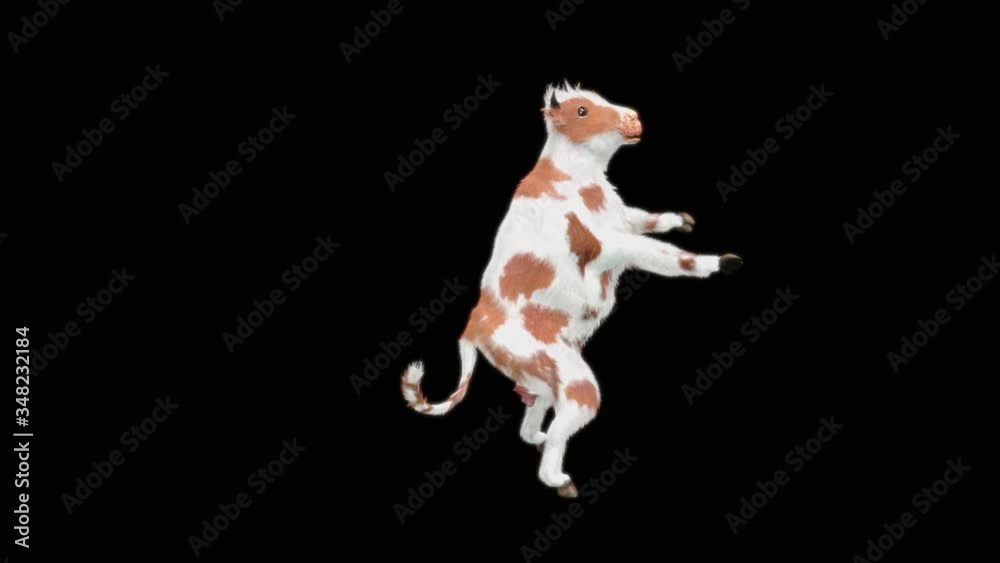Cow Dance CG fur 3d rendering animal realistic CGI VFX Animation Loop  composition 3d mapping cartoon, with Alpha matte